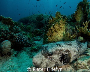 Pufferfish by Pieter Firlefyn 